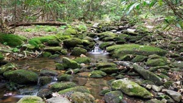 Blood Mountain Trail works its way through a creek valley.