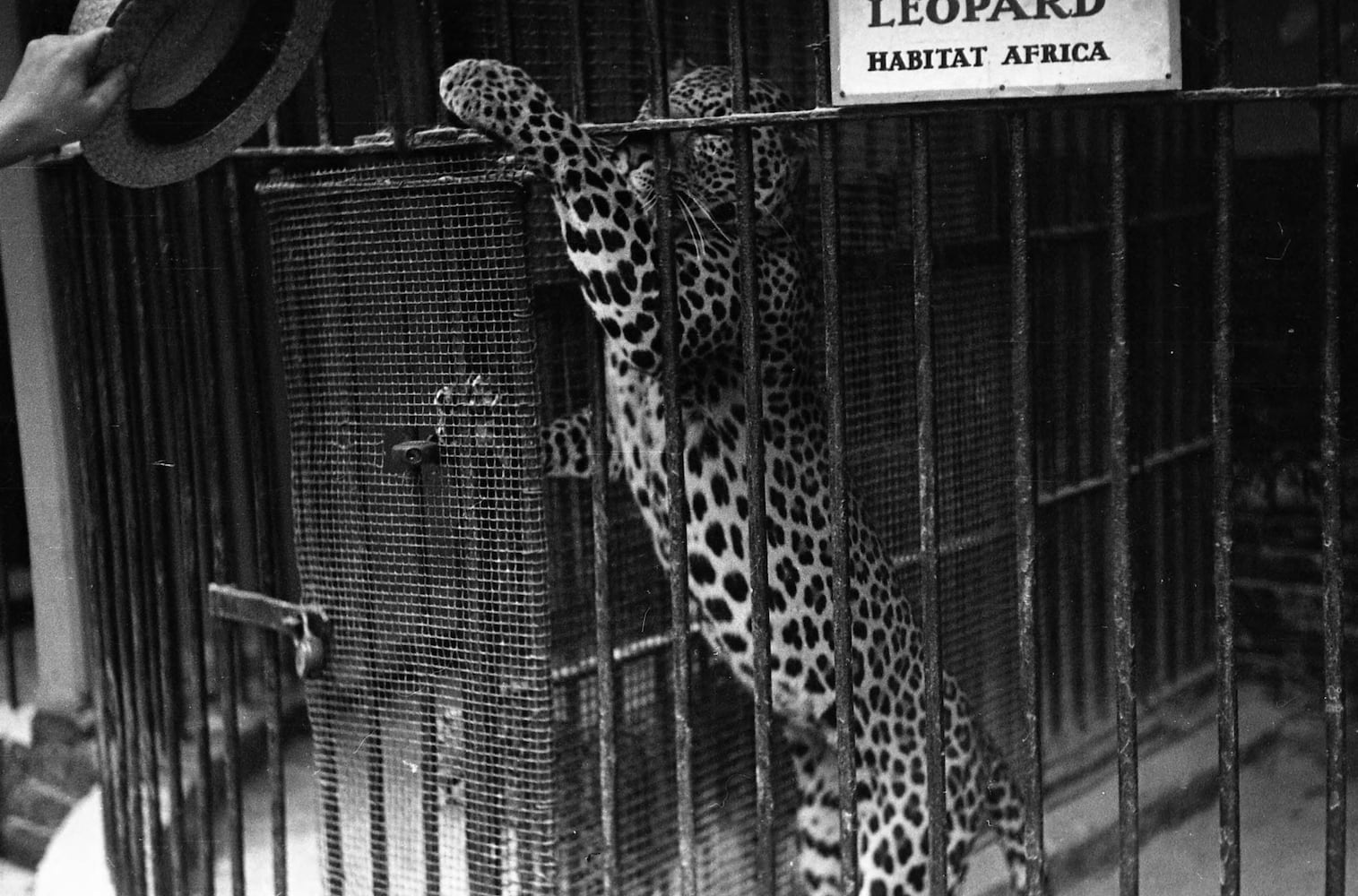 Zoo Atlanta milestone