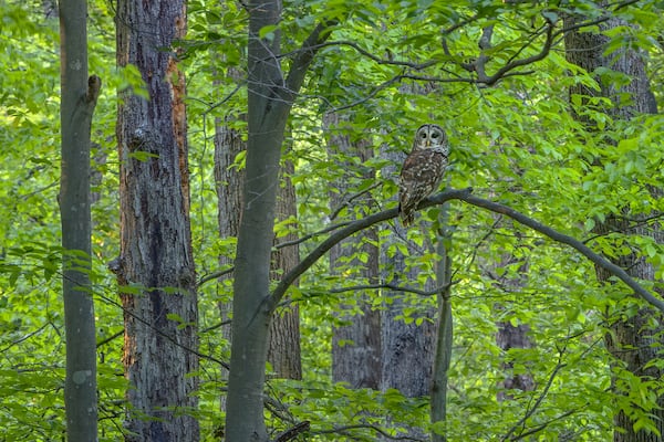 "Barred Owl" from Peter Essick's book "Fernbank Forest."
Courtesy of Peter Essick