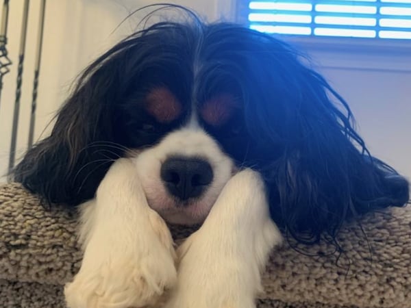 Charlie Marbles Bluestein is the Cavalier King Charles Spaniel of the AJC's own Greg Bluestein. (Courtesy photo)