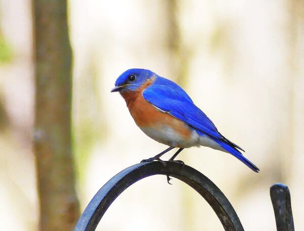 Watching birds, such as this Eastern bluebird in a DeKalb County yard, can have health benefits for mind and body, including lowering depression, anxiety and stress. CONTRIBUTED BY CHARLES SEABROOK