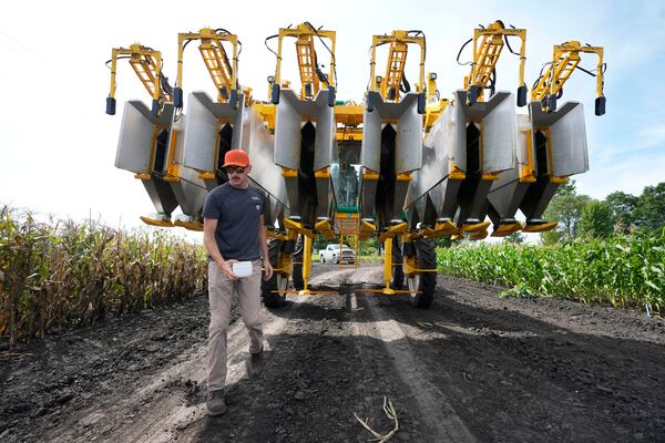 PowerPollen intern Evan Mark removes pollen from a collector after it was driven through a cornfield, Thursday, Aug. 22, 2024, near Ames, Iowa. (AP Photo/Charlie Neibergall)