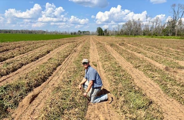 Peanut farmer Riley Davis kneels in a row of freshly dug peanuts in a field along the Webster County border south of Plains. (Joe Kovac Jr./AJC)