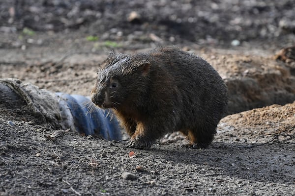 A wombat walks at a wildlife sanctuary in Bendalong on the South Coast, of Australia, Tuesday, May 26, 2020. (Dean Lewins/AAP Image via AP)