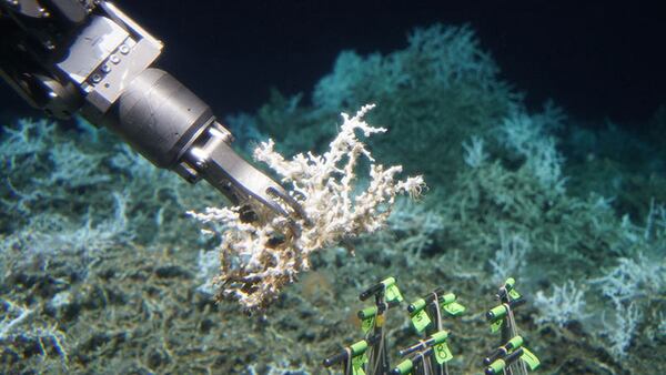 Alvin collects a sample of Lophelia pertusa from an extensive mound of both dead and live coral.