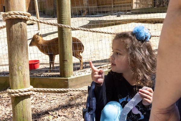 Gray Peek, 4, points toward Marvin the muntjac, also known as a barking deer, at Yellow River Wildlife Sanctuary in Lilburn on Friday, March 29, 2024. (Arvin Temkar / arvin.temkar@ajc.com)