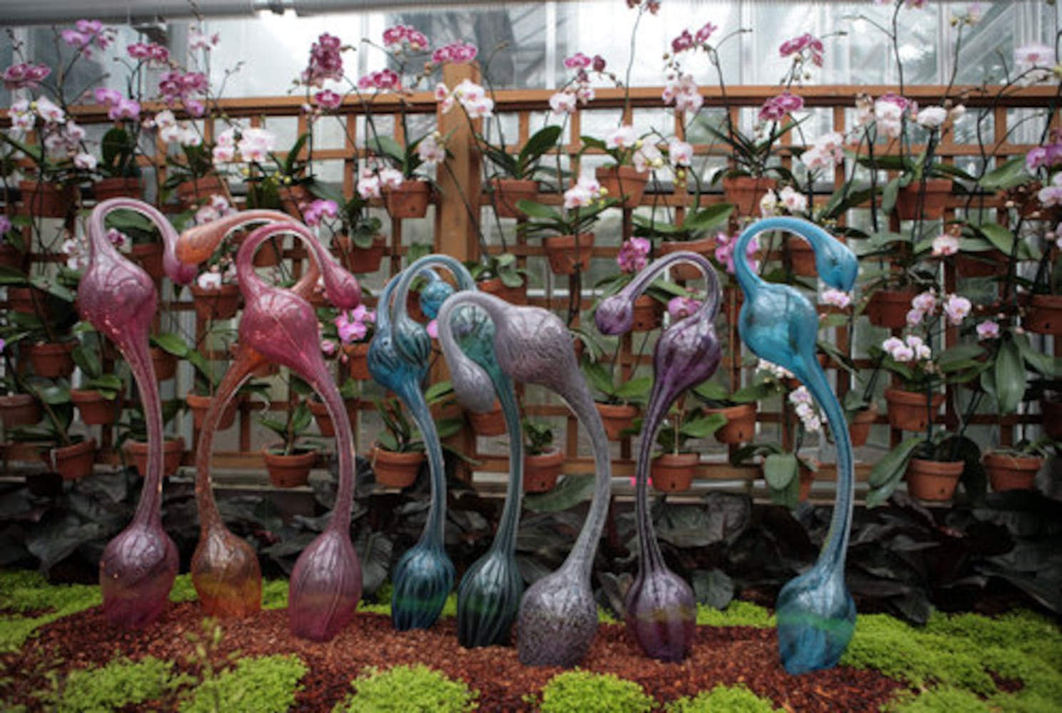 Exhibit puts visitors in 'Orchid Daze'