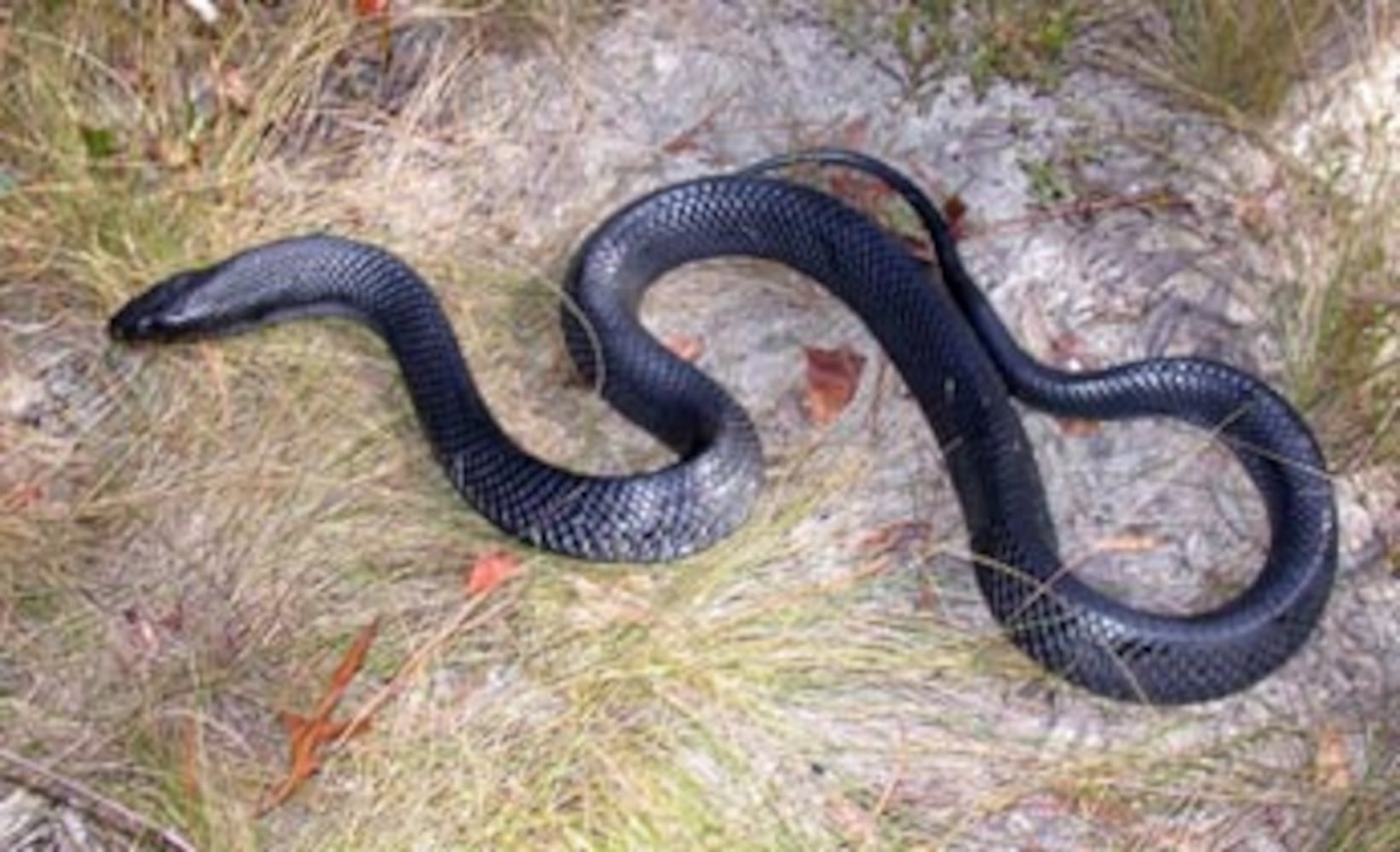 Georgia non-venomous snakes