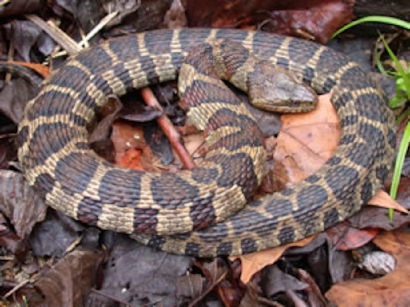 Georgia non-venomous snakes