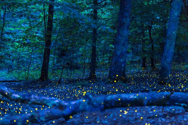 Synchronized fireflies light up the night sky in Congaree National Park near Columbia, South Carolina.
Courtesy of Experience Columbia, SC / Brett Flashnick