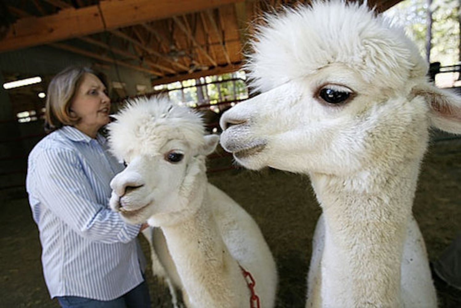 Alpaca farm in Snellville