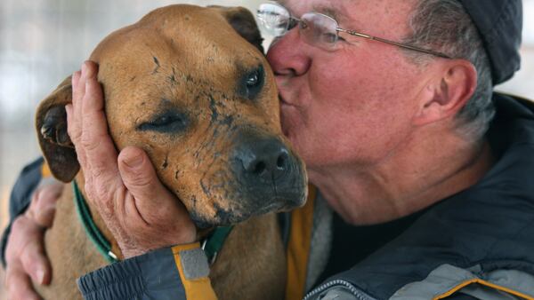 The Best Friends Animal Society's sanctuary in Kanab, Utah, shelters 22 pit bulls rescued from Michael Vick's dogfighting ring in Virginia, including the scarred Lucas, believed to be Vick's  grand champion fighter. Volunteer Bill Jones and his wife came from Ohio for three months to care for the Vick dogs in 2008.