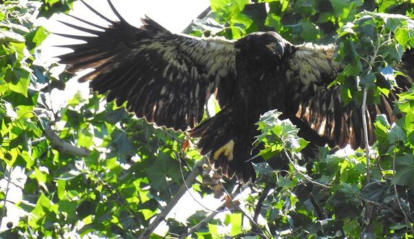 Flyer, an 87-day-old bald eagle, died a week after taking her first flight. (Photo courtesy Jim Weller)