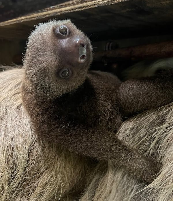 Rolo, an infant sloth born at Zoo Atlanta in August 2024, was born with all his fur and fully-developed claws for gripping on to his mother Nutella.