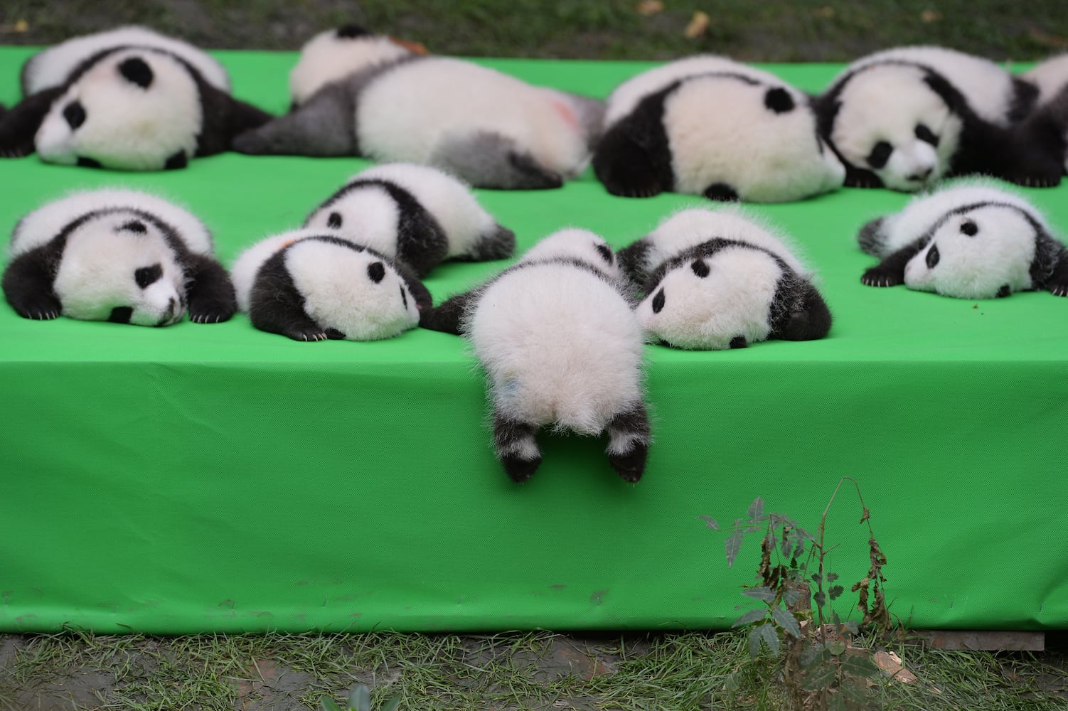 Panda cubs make public debut