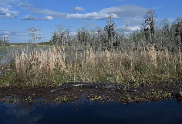 The most iconic species that resides in the Okefenokee is the American alligator, with an estimated population of approximately 15,000 alligators living in the swamp. (Hyosub Shin/AJC 2024)