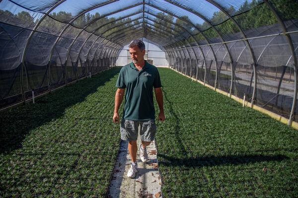 Quail Hollow Nurseries 0wner Andy Peck talks about the possibilities from growing hemp plants Monday as he walks through one of his greenhouses in Dacula. STEVE SCHAEFER / SPECIAL TO THE AJC