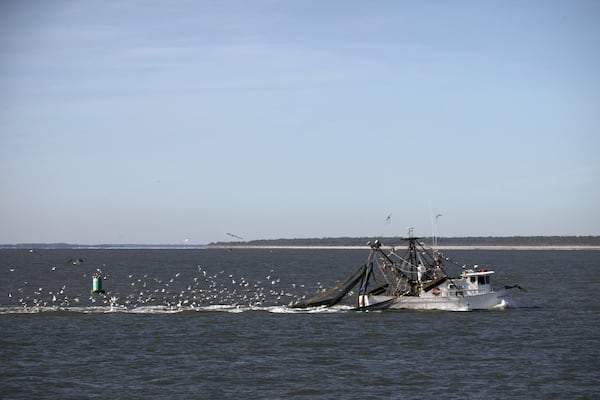 SAVANNAH, GA - OCTOBER 23, 2019: Dozens of seagulls looking for an easy meal follow a small shrimp boat as it sails through the commercial fishing grounds in Wassaw Sound. (AJC Photo/Stephen B. Morton)