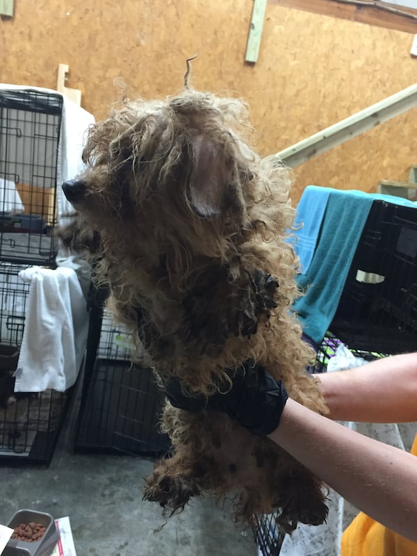 As many as 700 dogs were found living in crates stacked on top of each other.