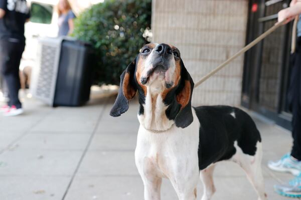 A dog  transported from a Florida shelter arrives at an Atlanta Humane Society shelter on Saturday, Aug. 31, 2019. Atlanta Humane Society is taking in dozens of animals in advance of Hurricane Dorian.  (Photo: Atlanta Humane Society/Special to AJC)