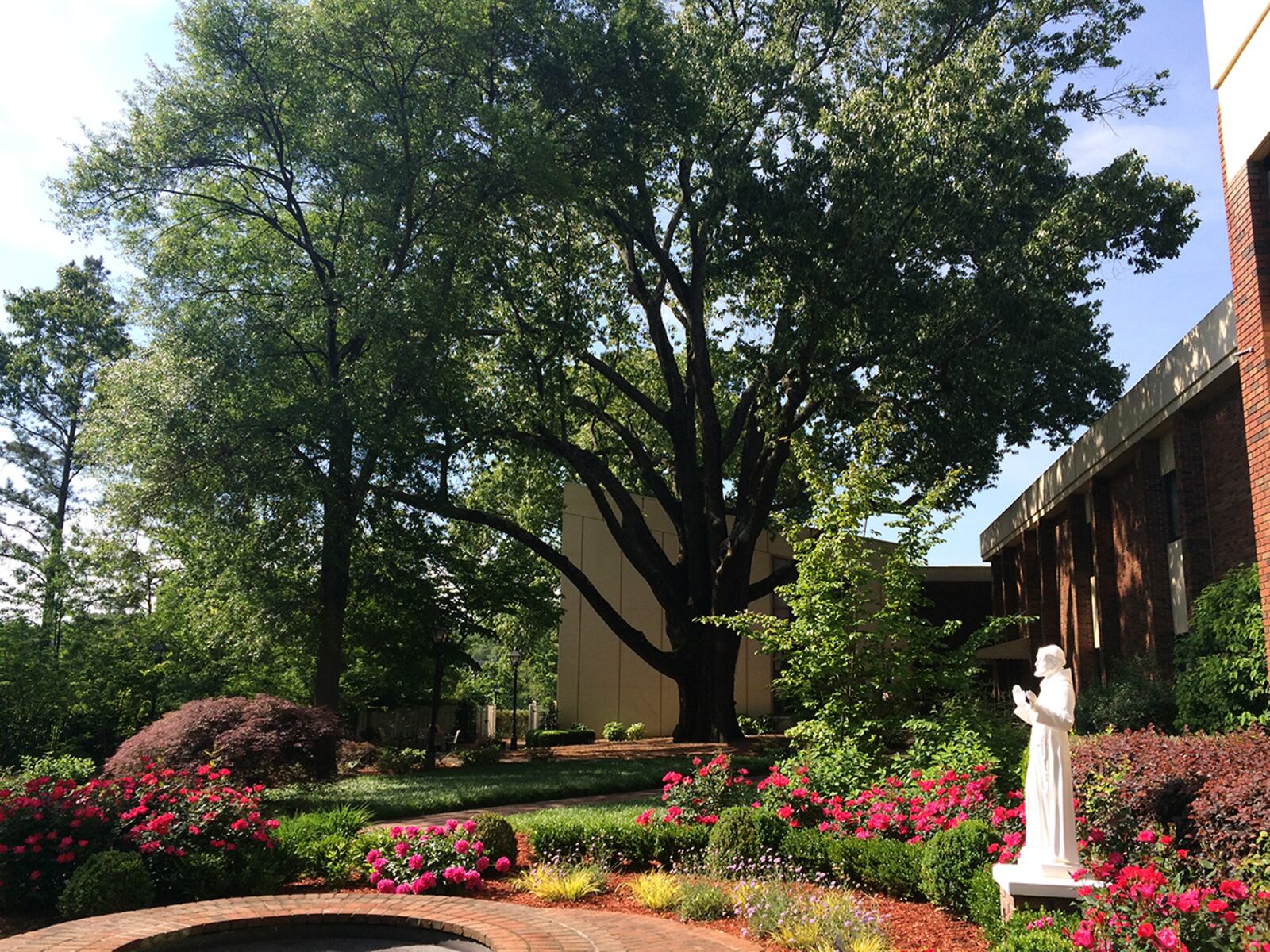 The Cherry Bark Oak at Our Lady of Perpetual Help Home