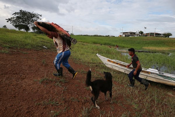 Members of the Mura Indigenous community carry a piece of a slaughtered ox to eat, in the Lago do Soares village, in Autazes, Amazonas state, Brazil, Tuesday, Feb. 18, 2025. (AP Photo/Edmar Barros)