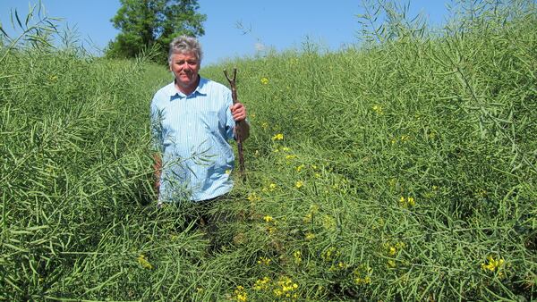 This May 24, 2017 photo shows Richard Simkin, chairman of Friends of the Dymock Poets, walking through a field of oilseed rape near to Little Iddens, the cottage where the American poet Robert Frost lived in the summer of 1914. Frost's time in the area greatly influenced many of his poems. He moved there to be part of a writers' colony which took its inspiration from the countryside. The group Friends of the Dymock Poets works to preserve the area's literary heritage. (AP Photo/Jerry Harmer)