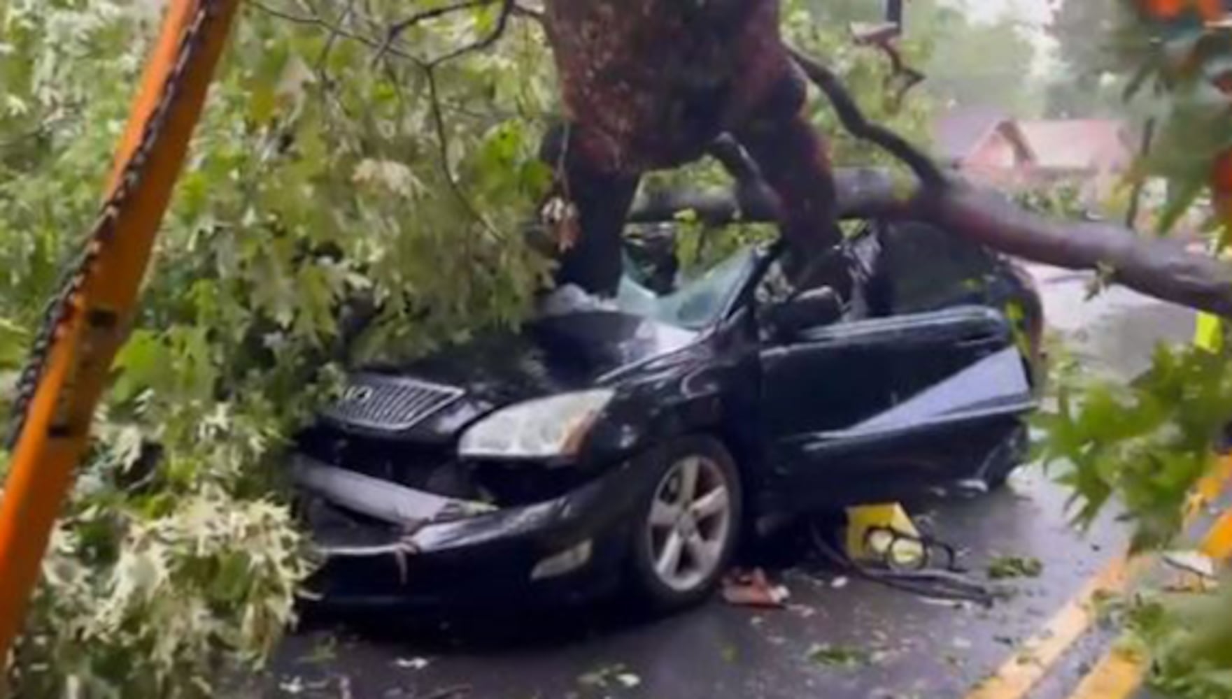 Tree crashes into car