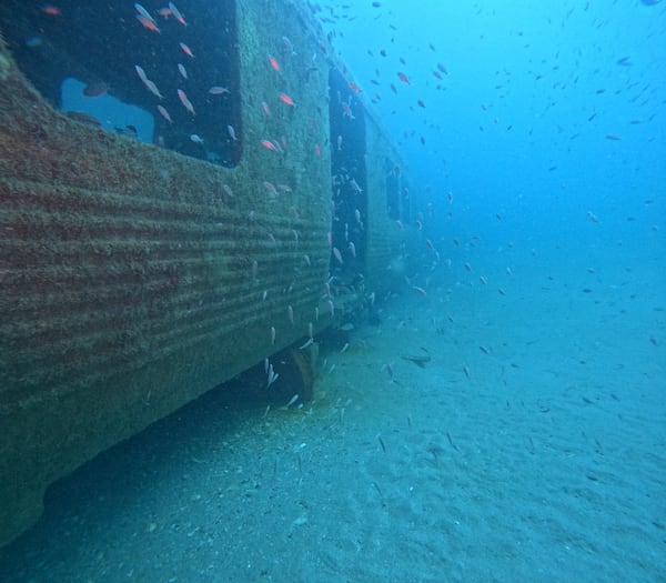 Divers from the state Department of Natural Resources discovered soft corals growing on two decommissioned MARTA rail cars during a July exploration, the first since the cars were added to the reef off the coast of Georgia. Courtesy of Georgia Department of Natural Resources