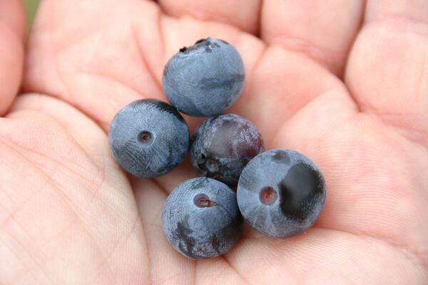 Blueberries are just one of the fruits available at pick-your-own farms. (Walter Reeves)