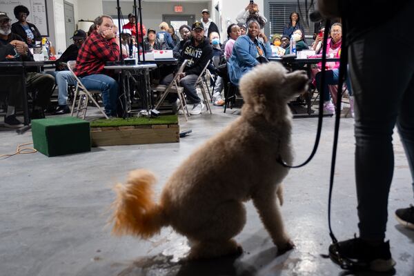 Veterans watch a demonstration of a trained service dog named Chief during an orientation session at Top Dogg K9 Foundation in Lilburn on Saturday, Feb. 15, 2025.ÊThe foundation pairs trained service dogs with the veterans who need them.ÊBen Gray for the Atlanta Journal-Constitution