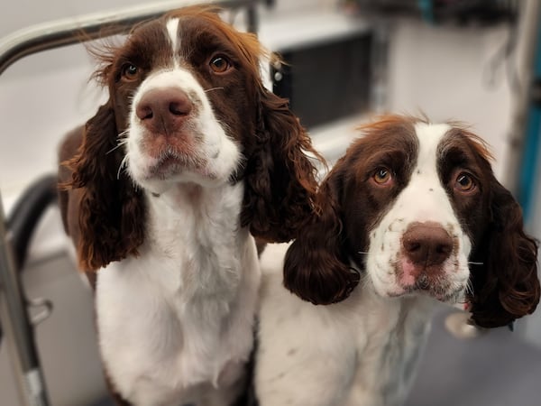 Teddy and Ellie are a brother-sister duo, named after an uncle-niece duo, who call state Sen. Mike Dugan and Missy Dugan their people. (Courtesy photo)