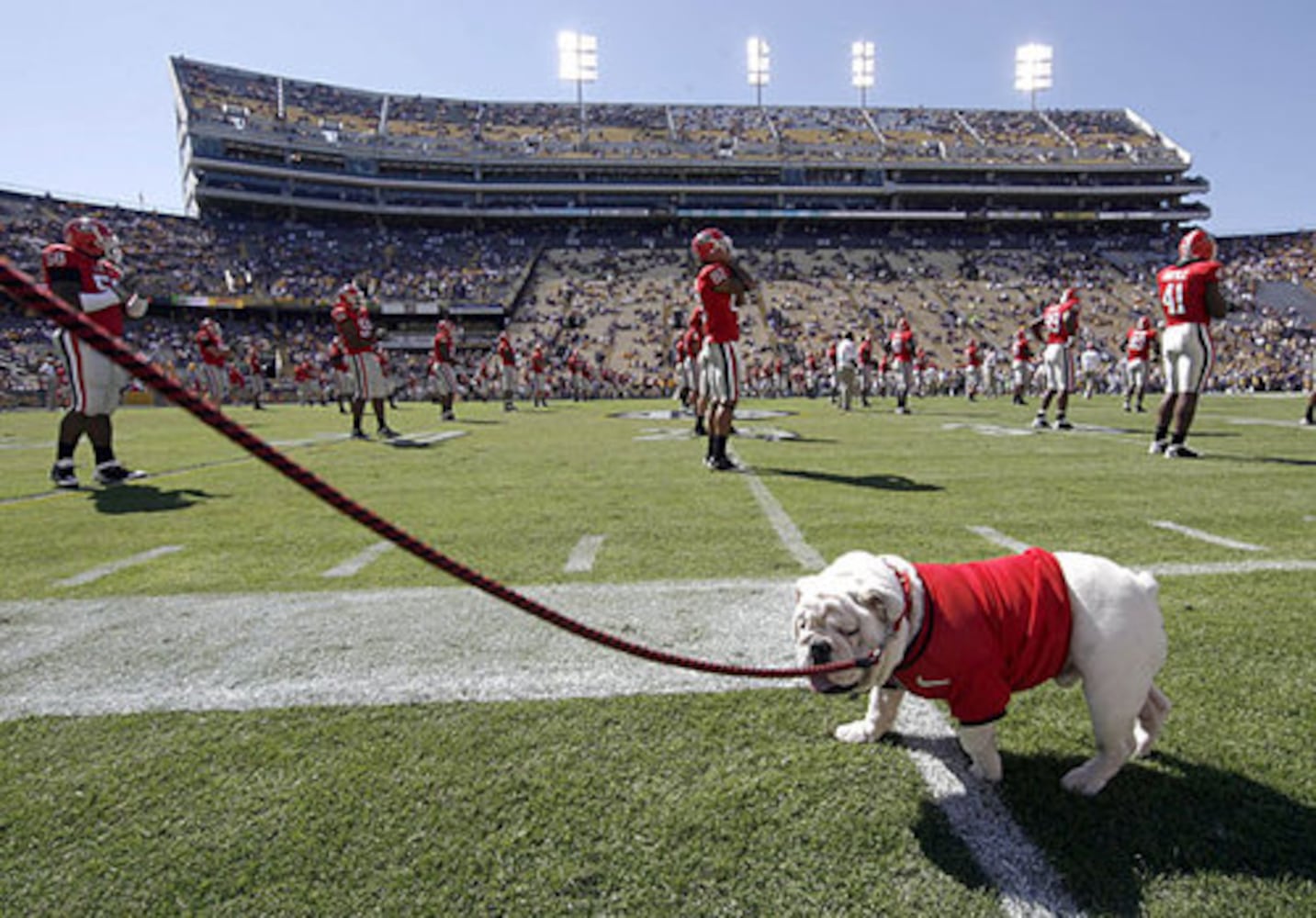 Georgia's Uga mascots