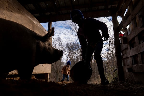 Gianna Young, 7, feeds "Mama Pig" as she does farm chores with her brothers, Lucas, 8, right in the red hat, and Isaac, 5, left, before homeschooling on Tuesday, Nov. 12, 2024, in Sunbury, Ohio. (AP Photo/Carolyn Kaster)