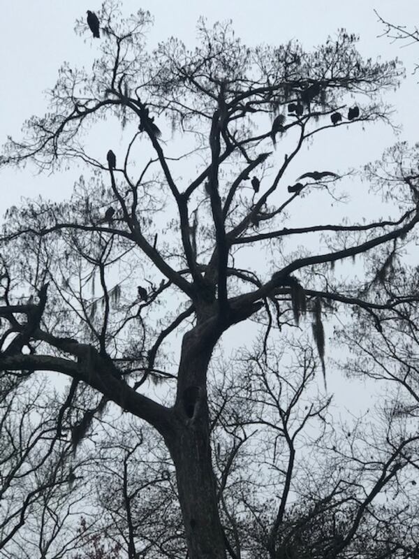 Lila Bradley took this picture on Ebenezer Creek last year.