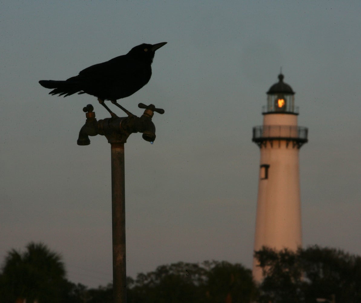 Coastal birds of Georgia