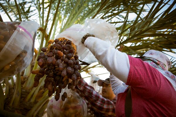 Ripening dates are covered in cloth bags to protect the fruit from birds and insects. While dates, like most other fresh fruits, are available year-round, their harvest season is from late August through October. (Courtesy of Jonathan Bielaski / Bard Valley Natural Delights)