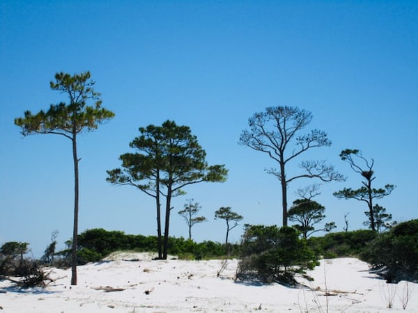 Jacq Marie Jack submitted this photo from a camping trip to Horn Island, one of the Islands in the Gulf Shores National  Seashore. "This island was the favorite inspiration for the artist Walter Anderson and is still inspiring today," she wrote.