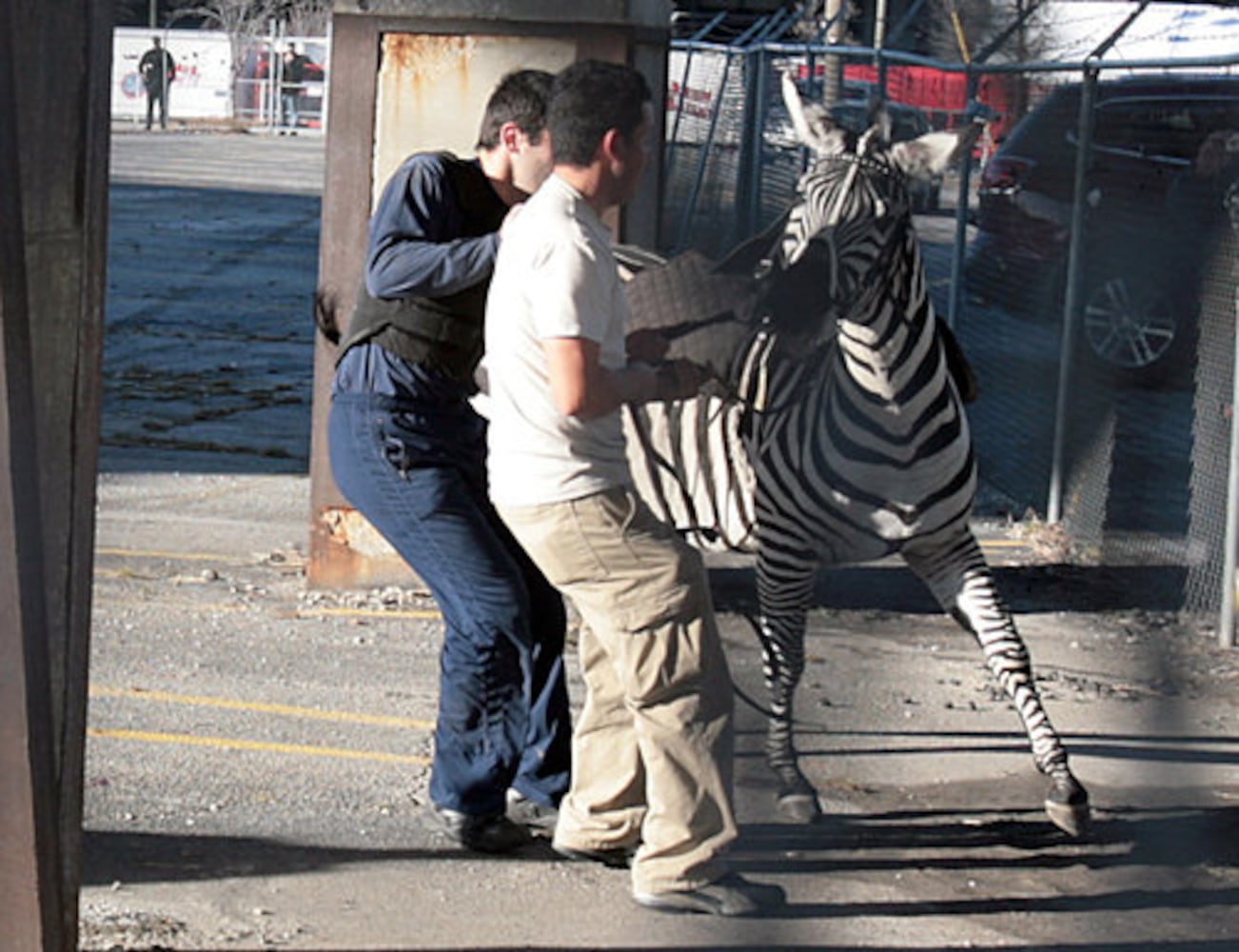 Zebra on the loose in Atlanta