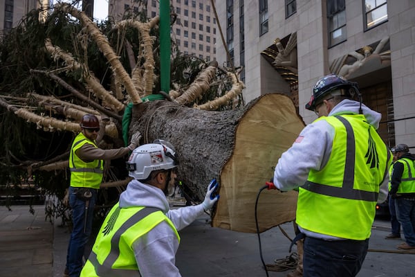 Workers pound a stake into the base of the Rockefeller Center Christmas tree before being lifted by a crane into place at Rockefeller Plaza, Saturday, Nov. 9, 2024, in New York. (AP Photo/Yuki Iwamura)