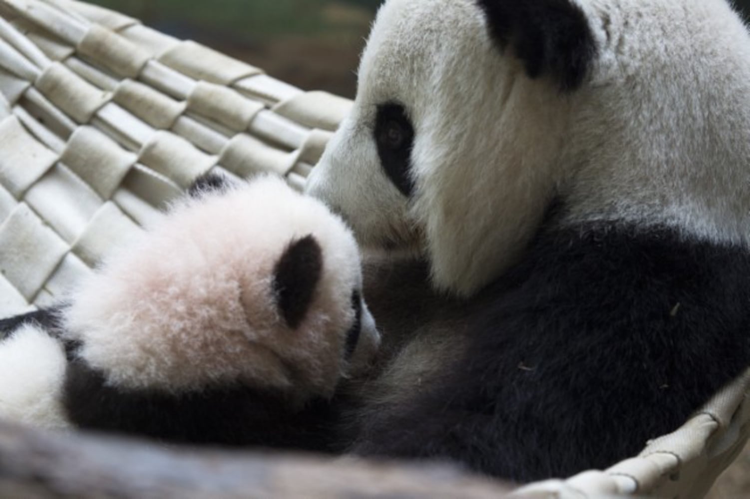 Mei Huan