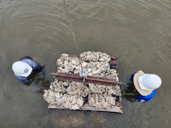 Georgia Southern graduate students guide pallets of oyster shells into place to build a reef. (Photo Courtesy of Emily Jones/WABE)