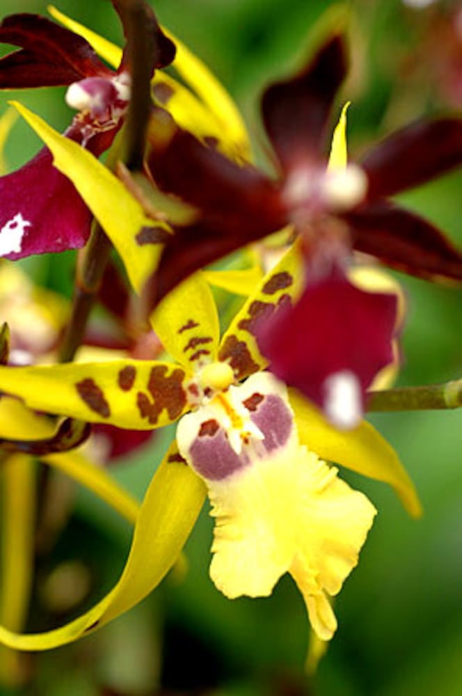 Orchid Daze at the Atlanta Botanical Garden