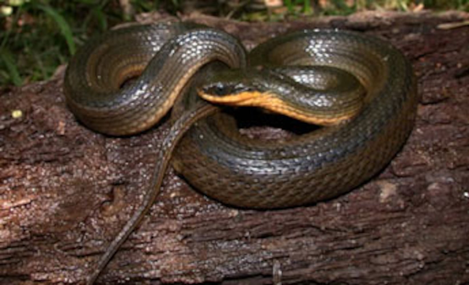 Georgia non-venomous snakes