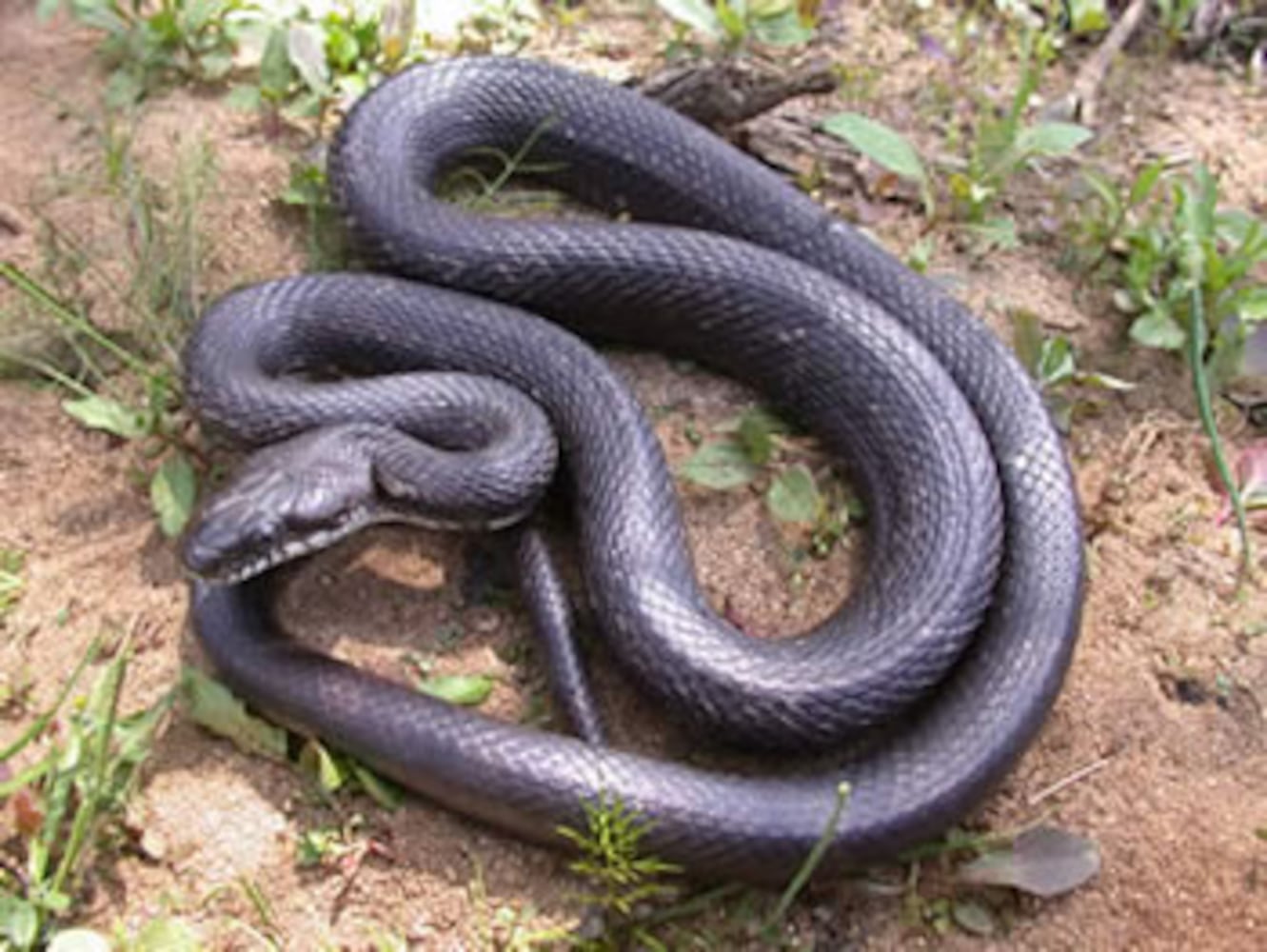 Georgia non-venomous snakes