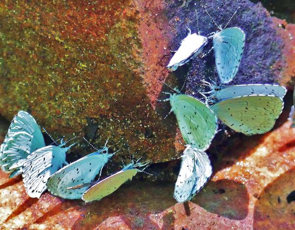 Summer azure butterflies hold a "drinking party," where they sip moisture with dissolved salts and minerals from the surface of a rock in North Georgia's Union County. The nutrients are vital for butterfly reproduction. 
Courtesy of Charles Seabrook