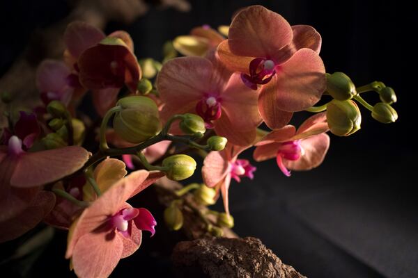 Award-winning orchids are on display during the Atlanta Orchid Society Show at the Atlanta Botanical Garden March 9-11.  STEVE SCHAEFER / SPECIAL TO THE AJC