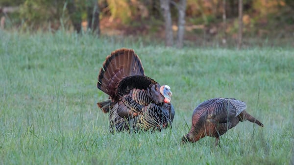 A male turkey with a hen.