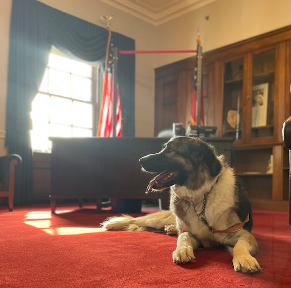 Zeus was rescued in Fayette County by Philip Singleton, U.S. Rep. Rick McCormick's chief of staff. (Courtesy photo)