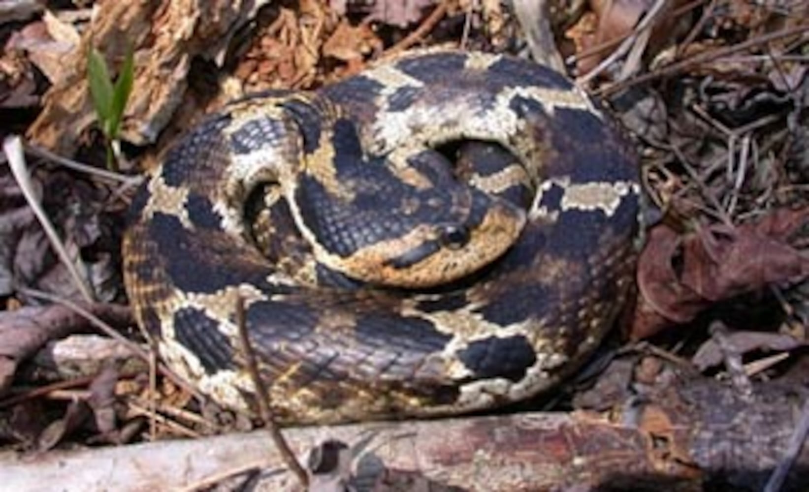 Georgia non-venomous snakes